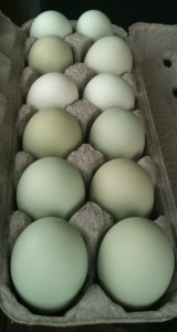 Green eggs from an Araucana chicken