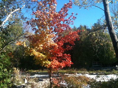 Fall colour at Sauble Falls.