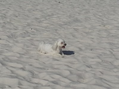Lucy loving the sandy beaches of Florida