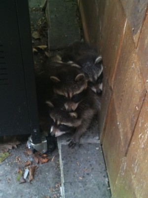 Baby Racoons hiding behind BBQ