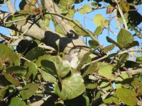 Bird in our Tree