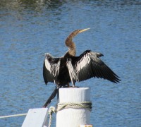 Cormorant