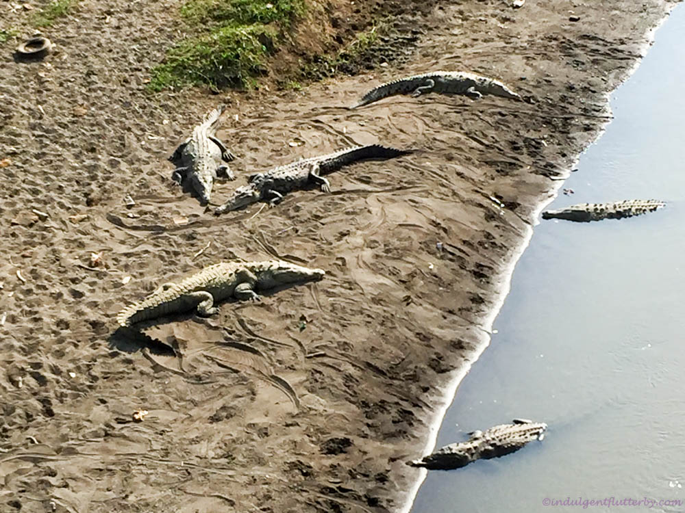 Crocodiles along Rio Tarcoles in Costa Rica